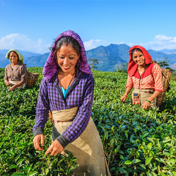 Stress Relief Tea - Image 4